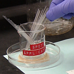 TLC capillary applicators